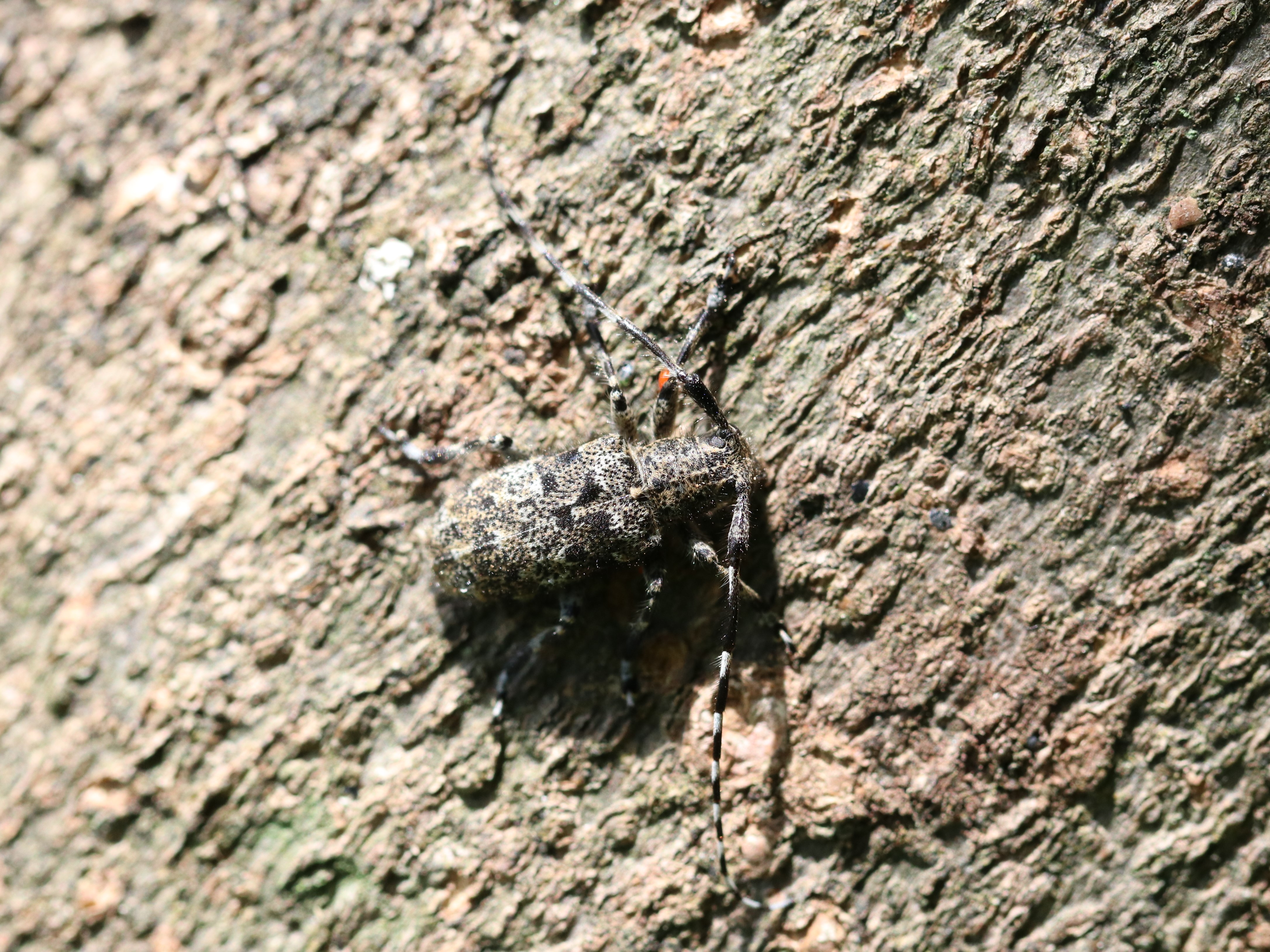ナガゴマフカミキリ
